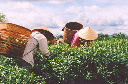 Tản mạn về đất và người B’Lao