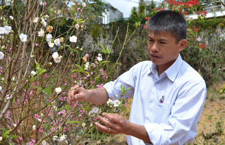 Chăm sóc hoa bạch đào ở Thung lung đào hoa Mười Lời. Ảnh Văn Báu