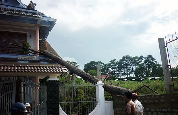 Đà Lạt: Mưa gió, thông đổ đè nhà dân
