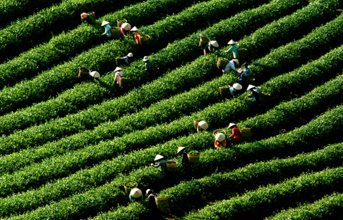 Trên nương trà – Lê Nguyễn Luân Vũ