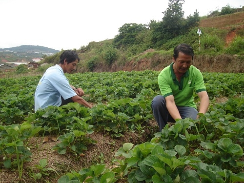 Dâu tây Đà Lạt tăng giá