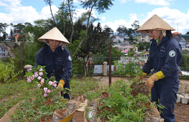 Nhân giống hoa tuờng vi. Ảnh: Văn Báu