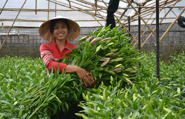 Hoa Đà Lạt rớt giá