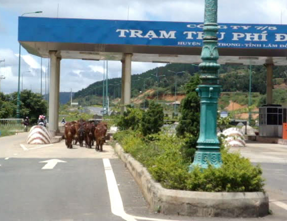 Bò ngang nhiên đi vào trạm thu phí giao thông