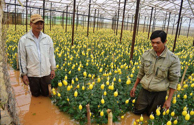 Vườn hoa cúc đang trong thời kỳ thu hoạch của hộ anh Bùi Phú Quốc bị nước ngập trên 50cm