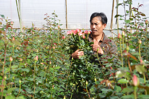 Những đóa hoa đời