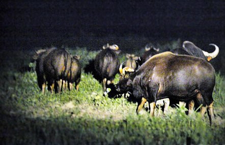 Thêm một thước phim về bò tót Cát Tiên