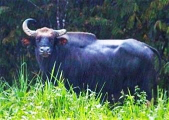 Con bò tót đực trưởng thành “khuyết một sừng” và “đơn độc” trong đoạn băng hình ghi được cũng tại VQG Cát Tiên ngày 18.7.2012 (ảnh chụp lại qua băng hình: KD)