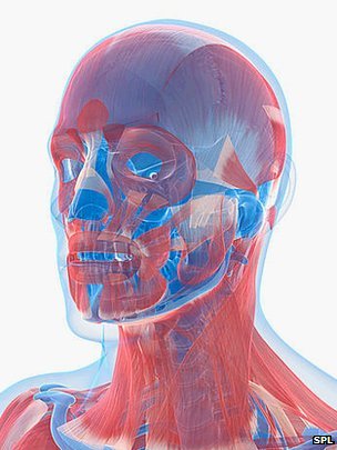 Các nhà khoa học đã chứng minh được các đặc điểm khuôn mặt đều liên quan đến cấu trúc bộ gen. Ảnh: Telegraph