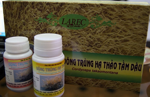 Đông trùng hạ thảo ở đất B’lao