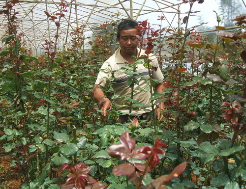 Nông dân DTTS Lạc Dương ứng dụng khoa học kỹ thuật vào sản xuất