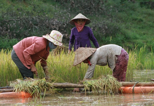 Phụ nữ Cát Tiên có nhiều mô hình hay
