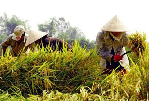 Hỗ trợ cho tổ chức, hộ gia đình, cá nhân sản xuất lúa trên đất chuyên trồng lúa