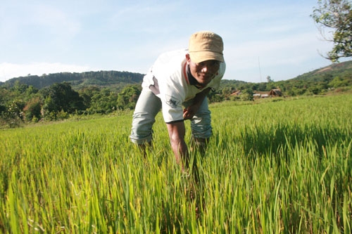 Lúa dưới đỉnh Bù Xa Lu Xiên