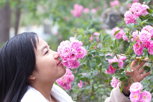 Tường vi nở hoa bên hàng rào cũng đủ làm đắm say bao du khách