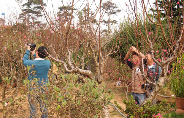 Khách chơi vườn đào