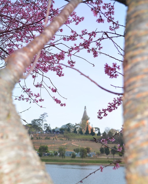 Bạn có thể đừng nghỉ chân ngắm mai anh đào và phóng tầm mắt qua bên kia bờ hồ ngắm kiến trúc Phápnổi tiếng Đà lạat.