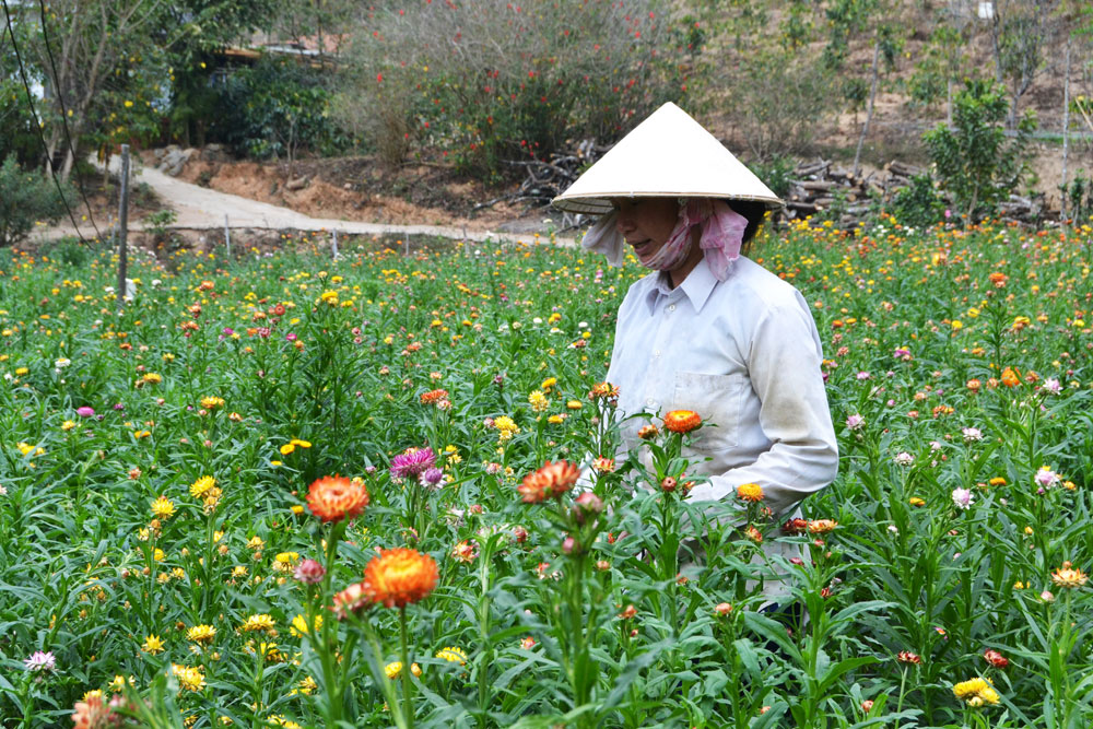 Hoa bất tử nơi chân đèo Prenn