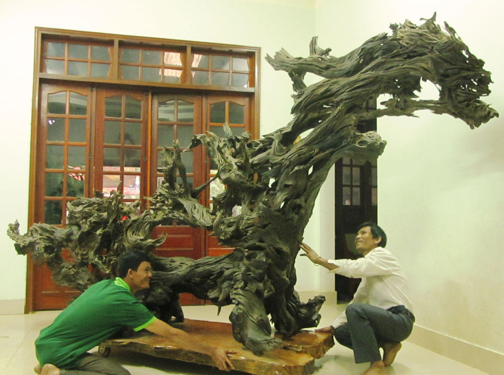 Gốc trâm “độc nhất vô nhị” ở Lâm Đồng