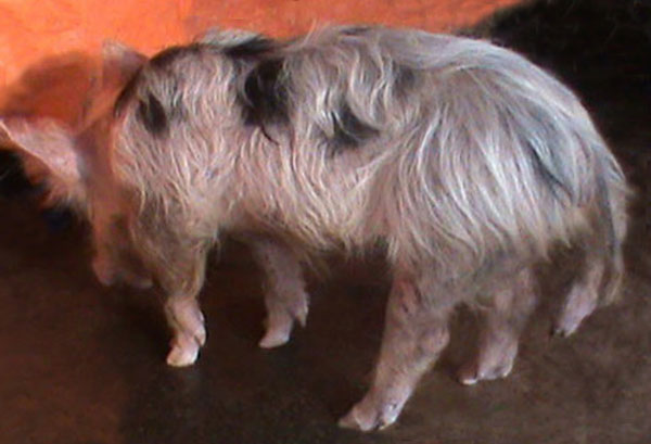 Heo 5 chân