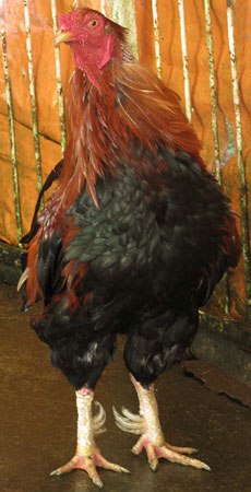 Gà 7 cựa