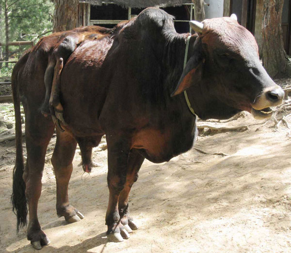 Bò 6 chân