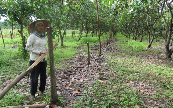 Đạ Tẻh: Kẻ xấu chặt phá vườn cao su