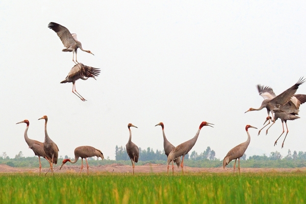 Về Kiên Lương săn sếu