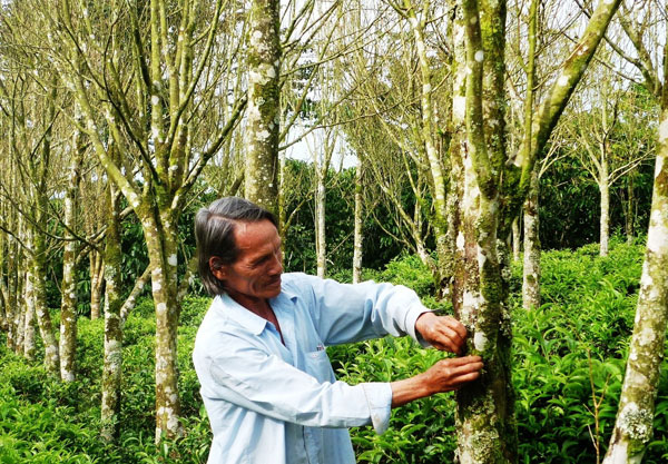 Mười năm ấp ủ hương trầm