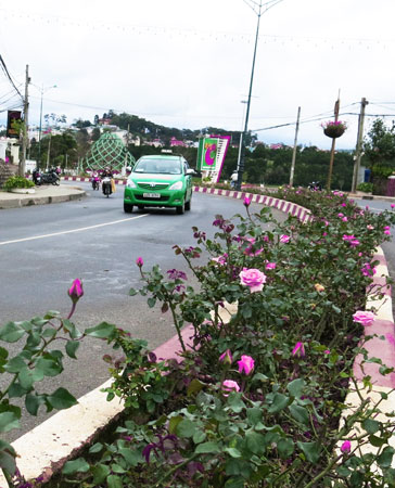 Kiến tạo hoa trong phố