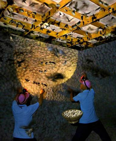 “Thu hoạch yến” của tác giả Lê Văn Hùng (Ninh Thuận)