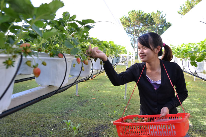 Thu hoạch dâu tây - Ảnh: Văn Báu