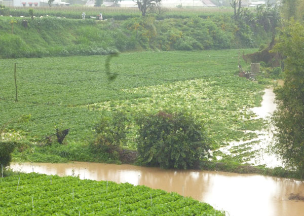 Mưa lớn đã làm nước sông Đa Nhim dâng cao tràn ngập diện tích canh tác của bà con nông dân phía nam sông Đa Nhim