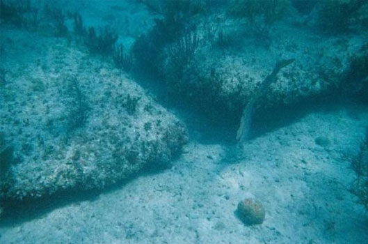 Bãi đá Bimini, Bahamas
