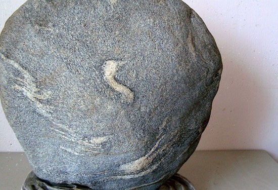 “Tung tăng” là hình ảnh một con thiên nga đang vui đùa trên sóng nước