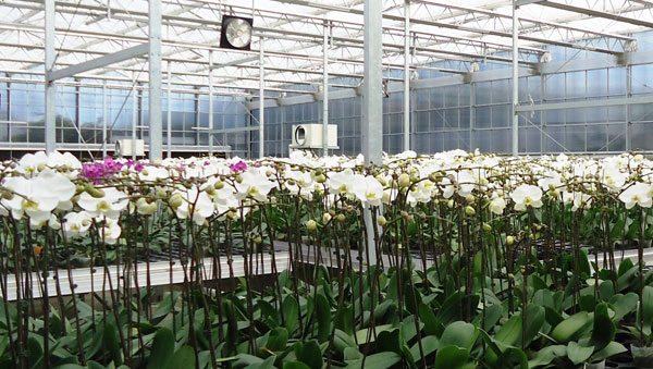  Vườn lan hồ điệp chuẩn bị xuất bán tết