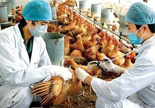 Chủ động phòng, chống cúm A