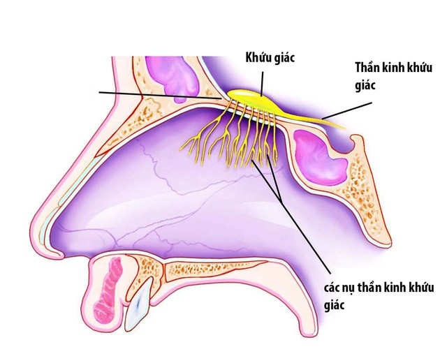 Coi chừng bệnh mất khứu giác
