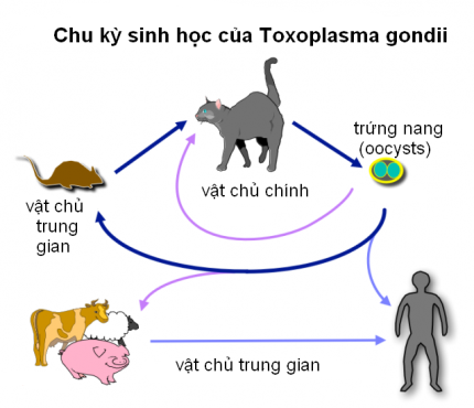 Ai dễ bị nhiễm ký sinh trùng Toxoplasma gondii?