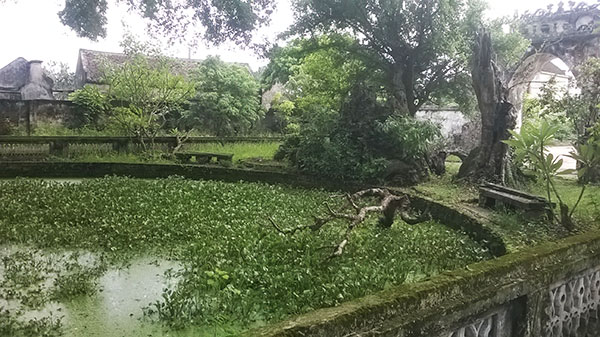Hồ bán nguyệt đậm nét hoang sơ, lững lờ trôi những cánh lục bình xanh biếc