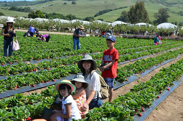 Đi picnic ở Gilroy Gardens