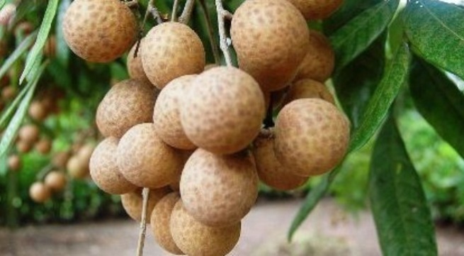 Hạn chế ăn nhãn nếu mắc bệnh