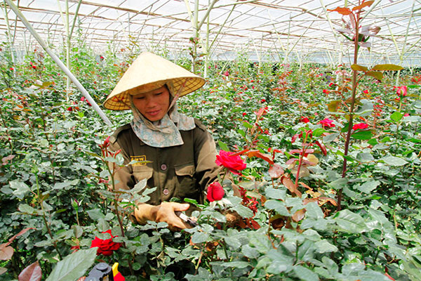 Thung lũng hồng hoa