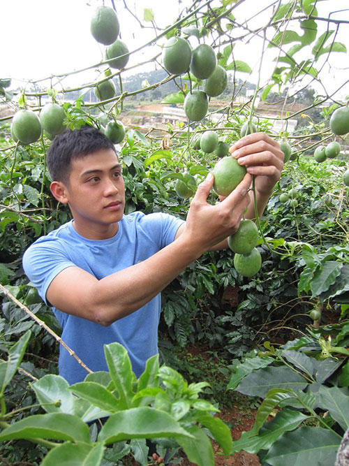 Những trí thức trẻ làm… nông dân