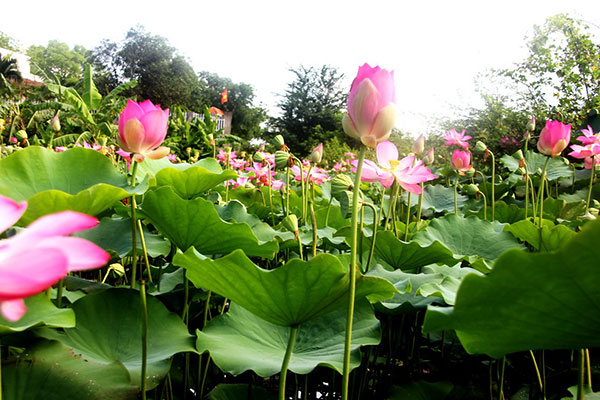 Hoa sen (Đồng Tháp)