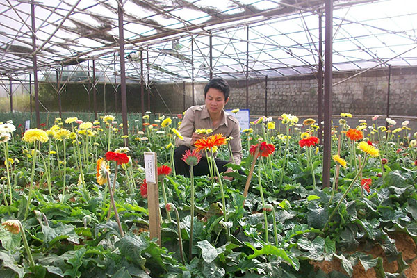 Những đoàn viên trẻ nặng lòng với hoa