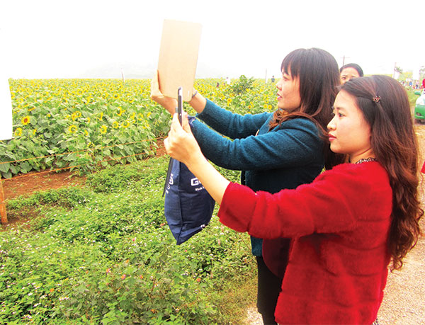 Du khách chụp ảnh hoa