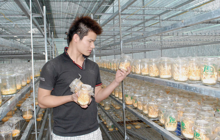 Đông trùng hạ thảo được nuôi trong điều kiện phải đảm bảo độ ẩm (phun sương), nhiệt độ và ánh sáng