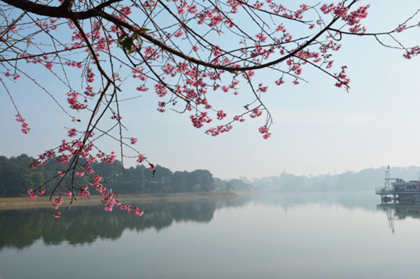 Xuân về hoa đào nở