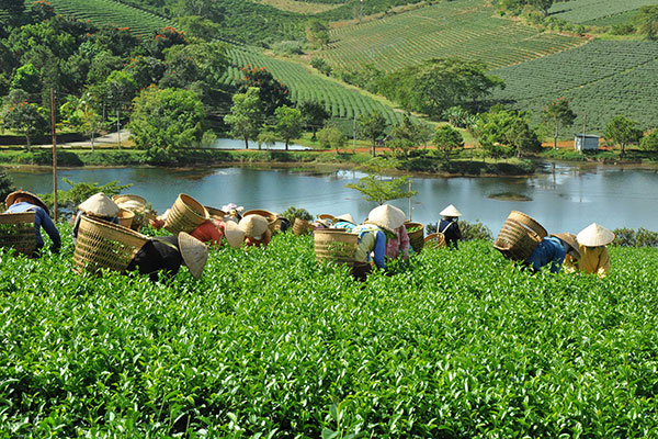 Chè - cây công nghiệp chủ lực của Bảo Lộc - Ảnh: XUÂN LONG